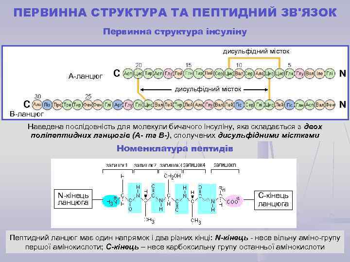 ПЕРВИННА СТРУКТУРА ТА ПЕПТИДНИЙ ЗВ'ЯЗОК Первинна структура інсуліну дисульфідний місток А-ланцюг С N дисульфідний