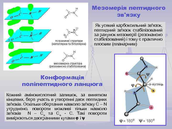 Мезомерія пептидного зв'язку Як усякий карбоксильний зв'язок, пептидний зв'язок стабілізований за рахунок мезомерії (резонансно