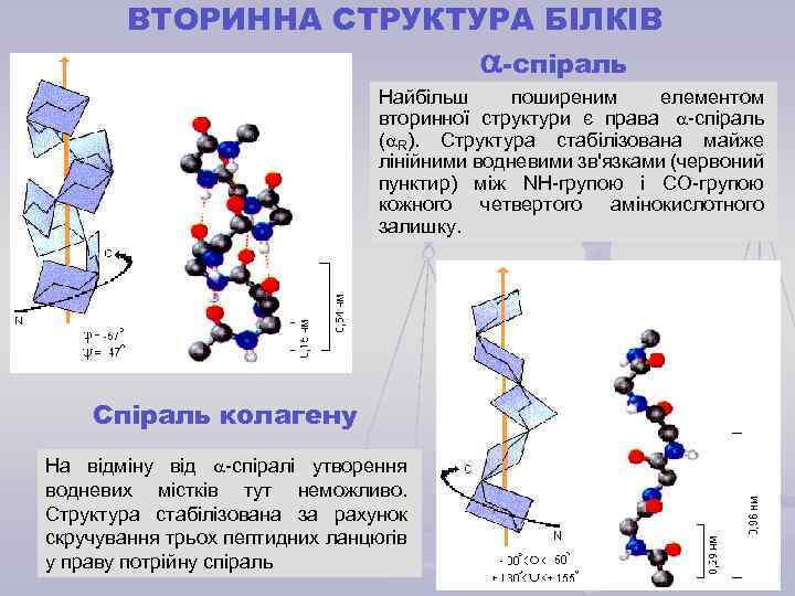ВТОРИННА СТРУКТУРА БІЛКІВ -спіраль Найбільш поширеним елементом вторинної структури є права -спіраль ( R).