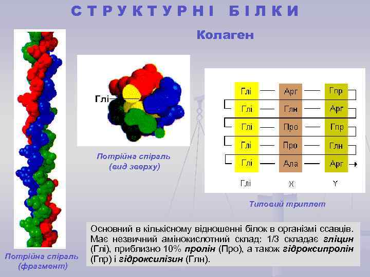 СТРУКТУРНІ БІЛКИ Колаген Глі Потрійна спіраль (вид зверху) Типовий триплет Потрійна спіраль (фрагмент) Основний