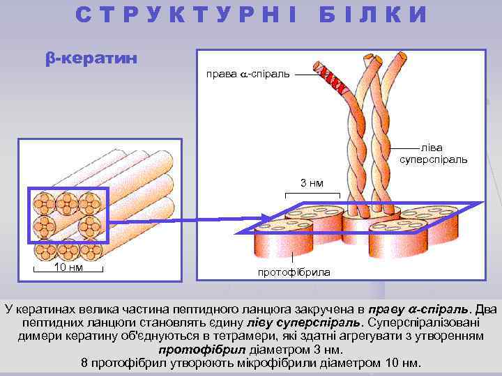 СТРУКТУРНІ БІЛКИ β-кератин права -спіраль ліва суперспіраль 3 нм 10 нм протофібрила У кератинах