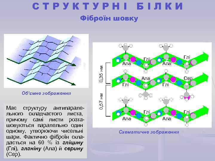 СТРУКТУРНІ БІЛКИ Об'ємне зображення Має структуру антипаралельного складчастого листа, причому самі листи розташовуються паралельно