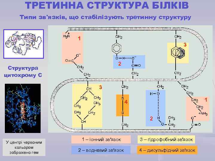 ТРЕТИННА СТРУКТУРА БІЛКІВ Типи зв'язків, що стабілізують третинну структуру 1 3 2 Структура цитохрому