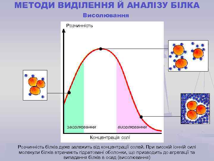 МЕТОДИ ВИДІЛЕННЯ Й АНАЛІЗУ БІЛКА Висолювання Розчинність засолювання висолювання Концентрація солі Розчинність білків дуже