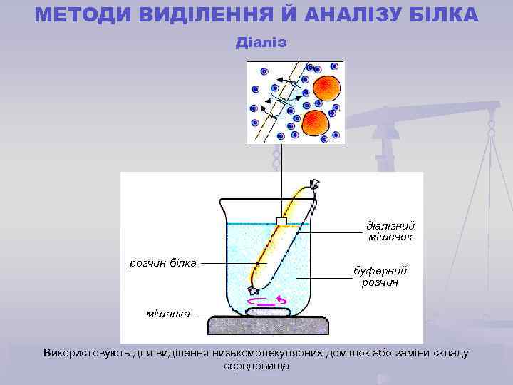 МЕТОДИ ВИДІЛЕННЯ Й АНАЛІЗУ БІЛКА Діаліз діалізний мішечок розчин білка буферний розчин мішалка Використовують