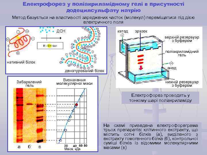 Електрофорез у поліакриламідному гелі в присутності додецилсульфату натрію Метод базується на властивості заряджених часток