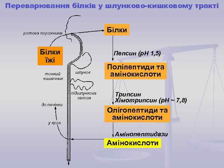 Переварювання білків у шлунково-кишковому тракті Білки ротова порожнина Білки їжі тонкий кишечник Пепсин (р.