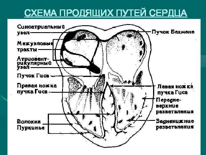 СХЕМА ПРОДЯЩИХ ПУТЕЙ СЕРДЦА 