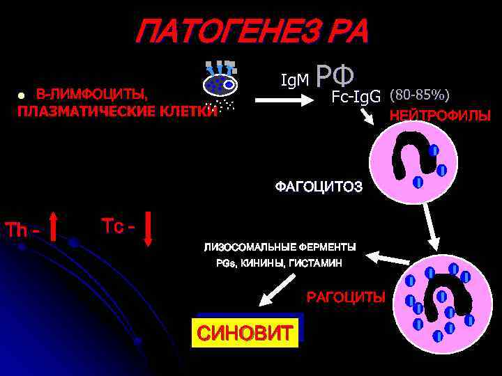 ПАТОГЕНЕЗ РА В-ЛИМФОЦИТЫ, ПЛАЗМАТИЧЕСКИЕ КЛЕТКИ l Ig. M РФ Fc-Ig. G (80 -85%) ФАГОЦИТОЗ