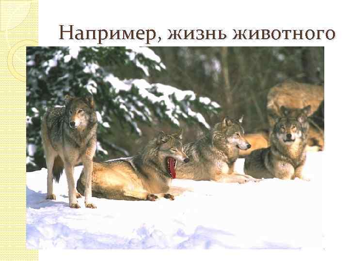 Например, жизнь животного 