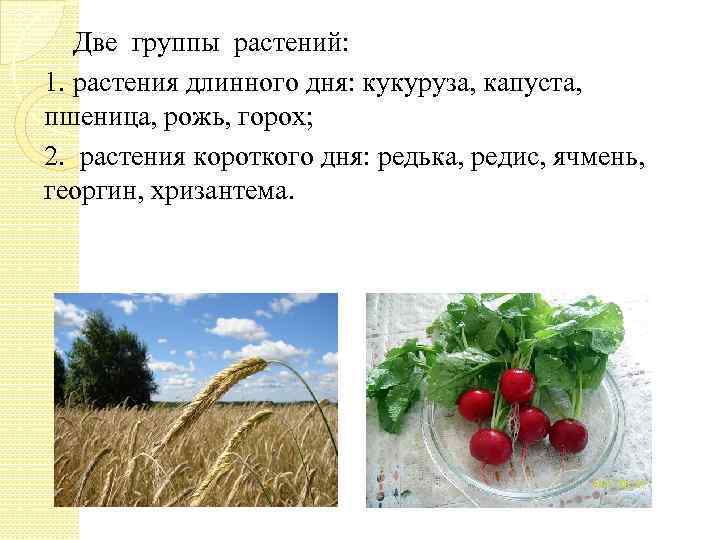 Две группы растений: 1. растения длинного дня: кукуруза, капуста, пшеница, рожь, горох; 2. растения