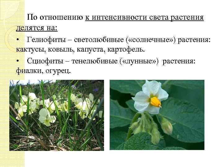 По отношению к интенсивности света растения делятся на: • Гелиофиты – светолюбивые ( «солнечные»