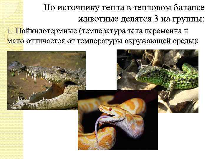 По источнику тепла в тепловом балансе животные делятся 3 на группы: Пойкилотермные (температура тела