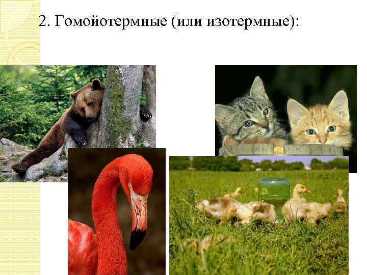 2. Гомойотермные (или изотермные): 