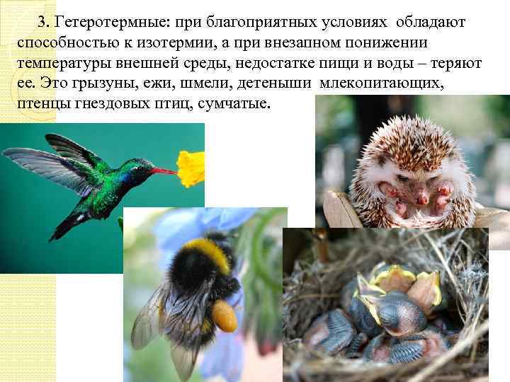 3. Гетеротермные: при благоприятных условиях обладают способностью к изотермии, а при внезапном понижении температуры