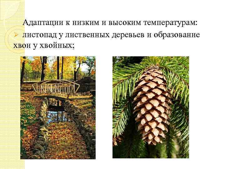 Адаптации к низким и высоким температурам: Ø листопад у лиственных деревьев и образование хвои