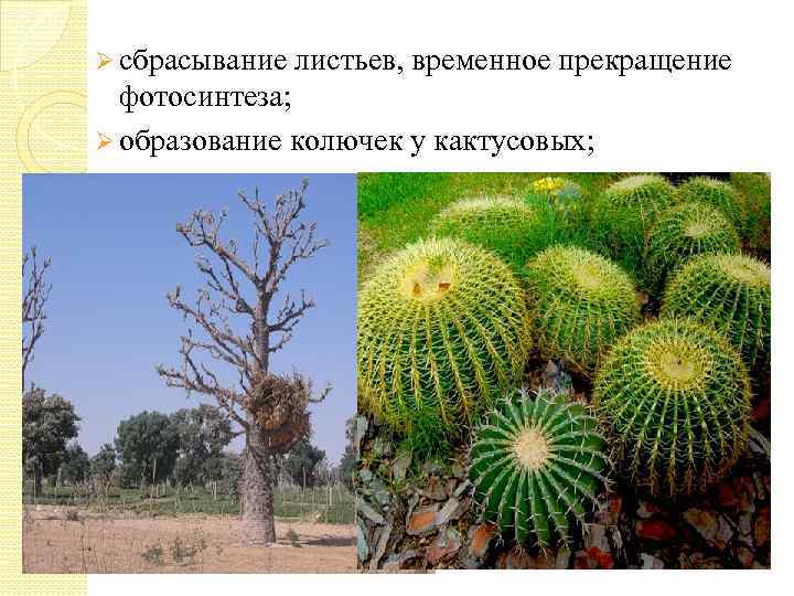 Ø сбрасывание листьев, временное прекращение фотосинтеза; Ø образование колючек у кактусовых; 