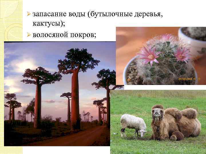 Ø запасание воды (бутылочные деревья, кактусы); Ø волосяной покров; 