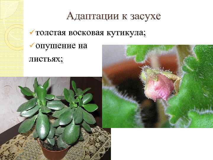 Адаптации к засухе ü толстая восковая кутикула; ü опушение на листьях; 