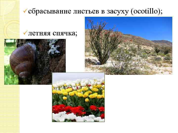 ü сбрасывание ü летняя листьев в засуху (ocotillo); спячка; 