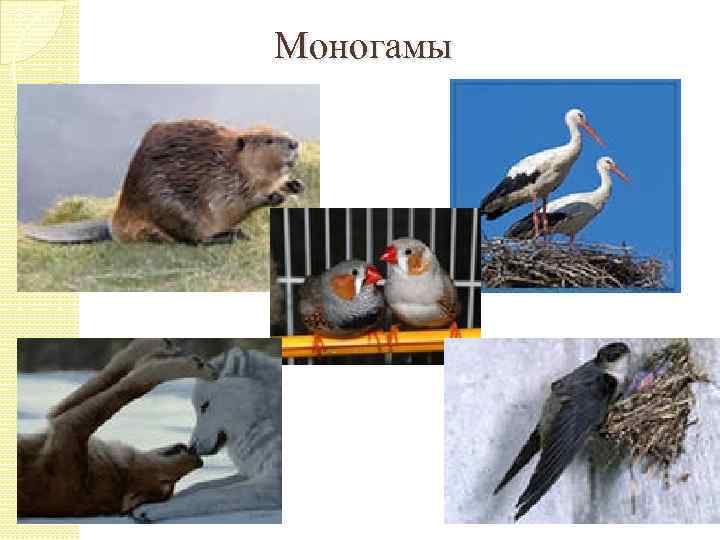 Моногамы 