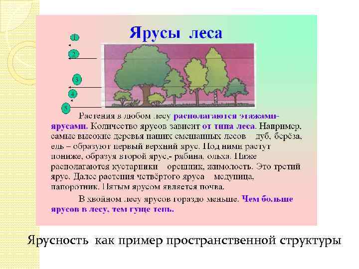 Ярусность как пример пространственной структуры 