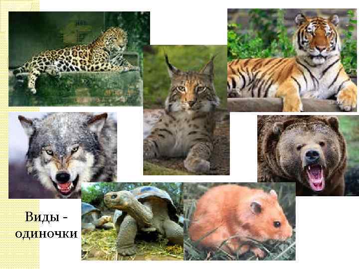 Виды одиночки 