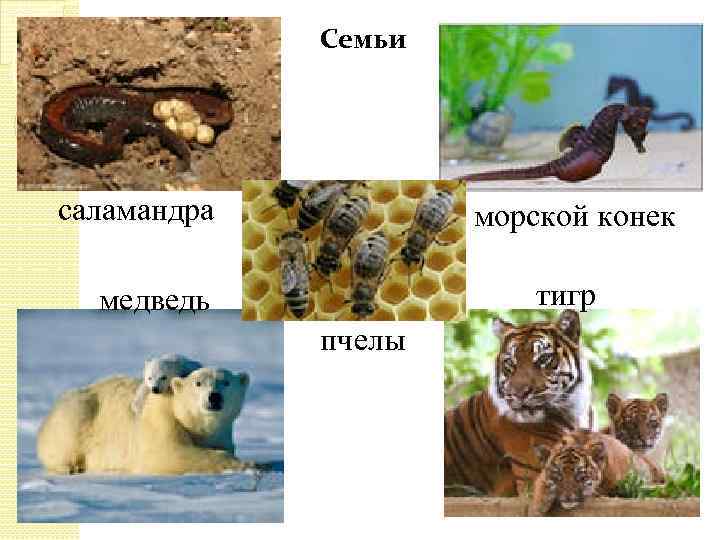 Семьи саламандра морской конек тигр медведь пчелы 