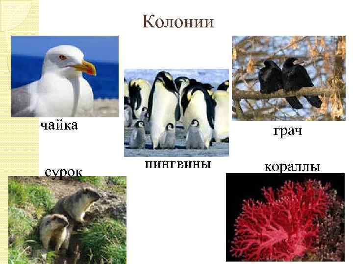 Колонии чайка сурок грач пингвины кораллы 