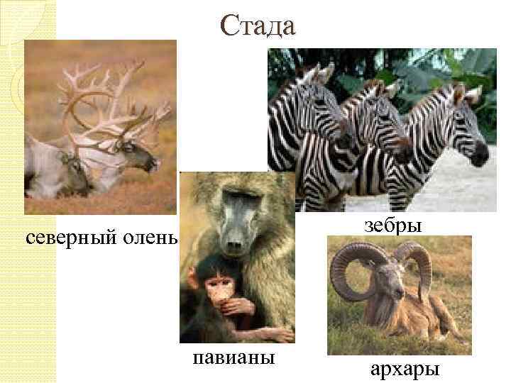 Стада зебры северный олень павианы архары 