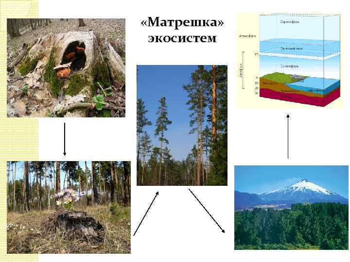  «Матрешка» экосистем 