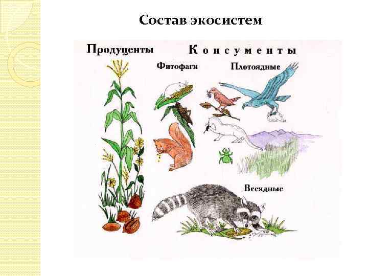 Состав экосистем 