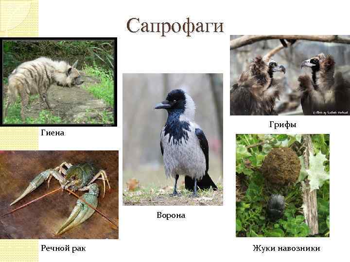 Сапрофаги Грифы Гиена Ворона Речной рак Жуки навозники 