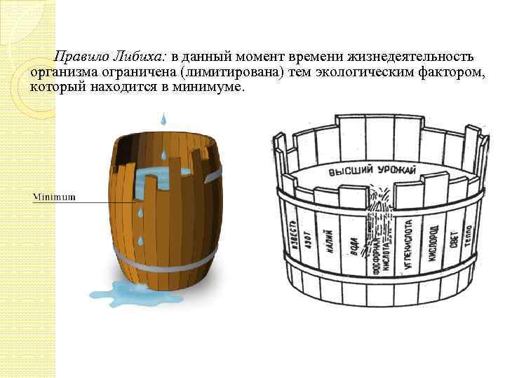 Правило Либиха: в данный момент времени жизнедеятельность организма ограничена (лимитирована) тем экологическим фактором, который