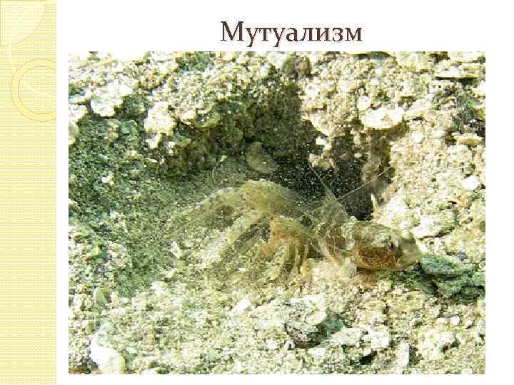 Мутуализм 