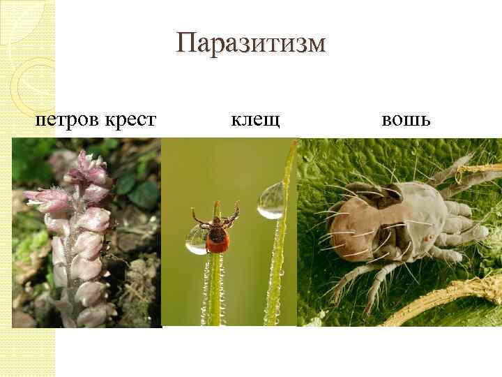 Паразитизм петров крест клещ вошь 