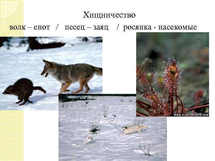 Хищничество волк – енот / песец – заяц / росянка - насекомые 