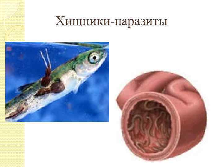 Хищники-паразиты 