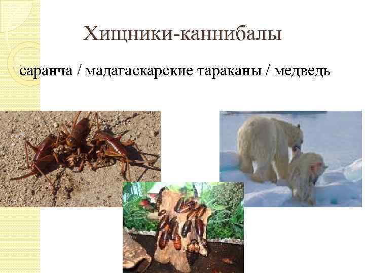 Хищники-каннибалы саранча / мадагаскарские тараканы / медведь 