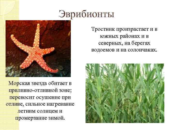 Эврибионты Тростник произрастает и в южных районах и в северных, на берегах водоемов и