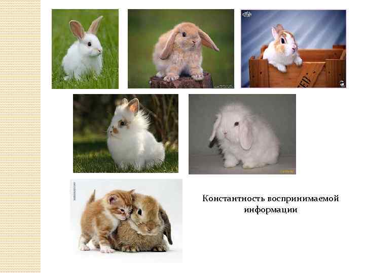 Константность воспринимаемой информации 