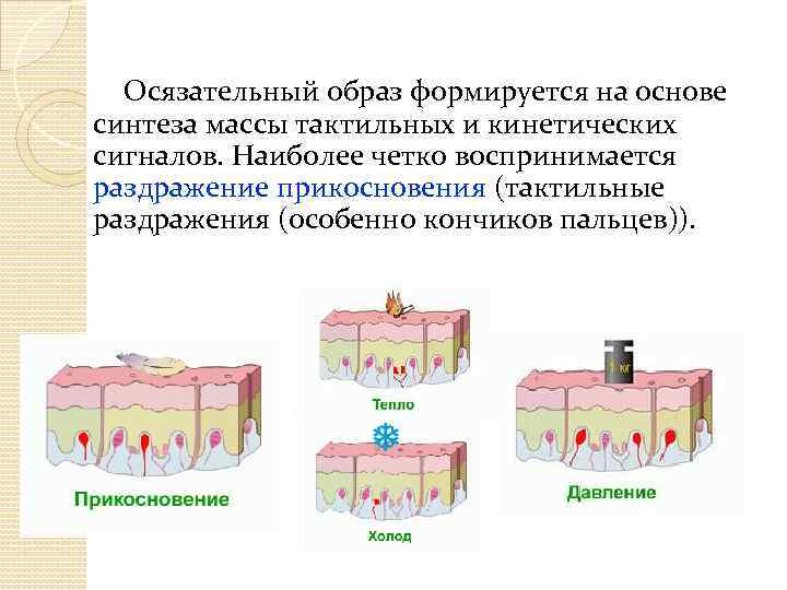 Осязательный образ формируется на основе синтеза массы тактильных и кинетических сигналов. Наиболее четко воспринимается