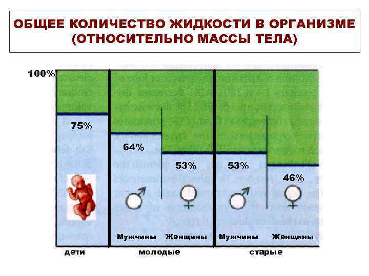 ОБЩЕЕ КОЛИЧЕСТВО ЖИДКОСТИ В ОРГАНИЗМЕ (ОТНОСИТЕЛЬНО МАССЫ ТЕЛА) 100% 75% 64% 53% Мужчины дети