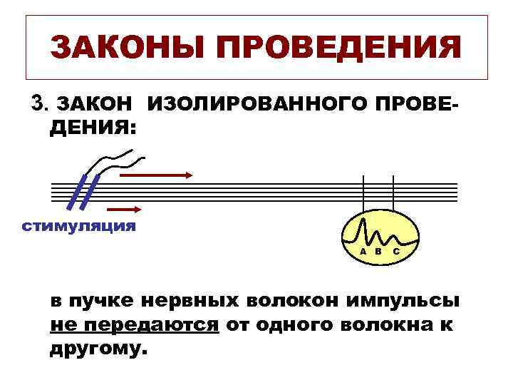 ЗАКОНЫ ПРОВЕДЕНИЯ 3. ЗАКОН ИЗОЛИРОВАННОГО ПРОВЕДЕНИЯ: стимуляция А В С в пучке нервных волокон