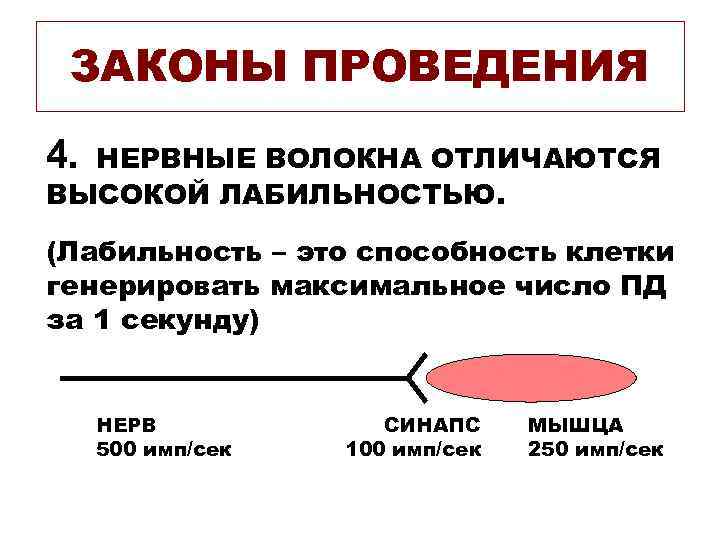 ЗАКОНЫ ПРОВЕДЕНИЯ 4. НЕРВНЫЕ ВОЛОКНА ОТЛИЧАЮТСЯ ВЫСОКОЙ ЛАБИЛЬНОСТЬЮ. (Лабильность – это способность клетки генерировать