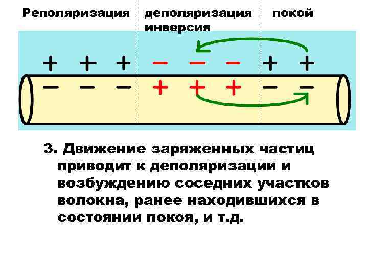 Реполяризация деполяризация инверсия покой 3. Движение заряженных частиц приводит к деполяризации и возбуждению соседних