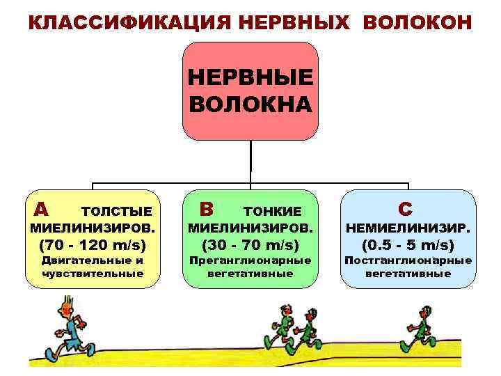 КЛАССИФИКАЦИЯ НЕРВНЫХ ВОЛОКОН НЕРВНЫЕ ВОЛОКНА A B C ТОЛСТЫЕ МИЕЛИНИЗИРОВ. ТОНКИЕ МИЕЛИНИЗИРОВ. НЕМИЕЛИНИЗИР. Двигательные