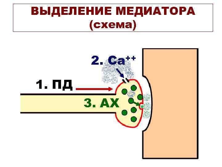 ВЫДЕЛЕНИЕ МЕДИАТОРА (схема) 2. Са++ 1. ПД 3. АХ 
