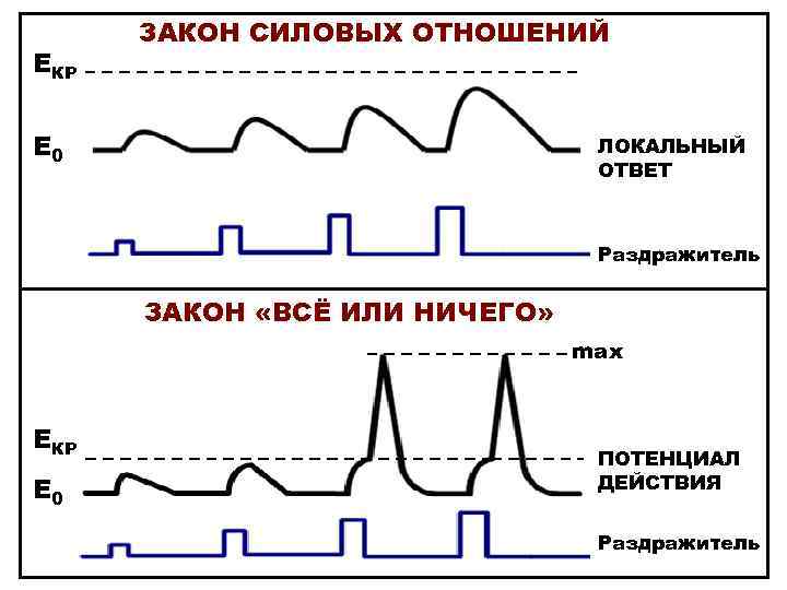 ЕКР ЗАКОН СИЛОВЫХ ОТНОШЕНИЙ Е 0 ЛОКАЛЬНЫЙ ОТВЕТ Раздражитель ЗАКОН «ВСЁ ИЛИ НИЧЕГО» max