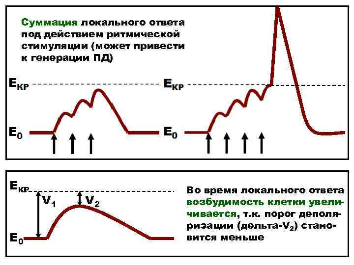 Суммация локального ответа под действием ритмической стимуляции (может привести к генерации ПД) ЕКР Е